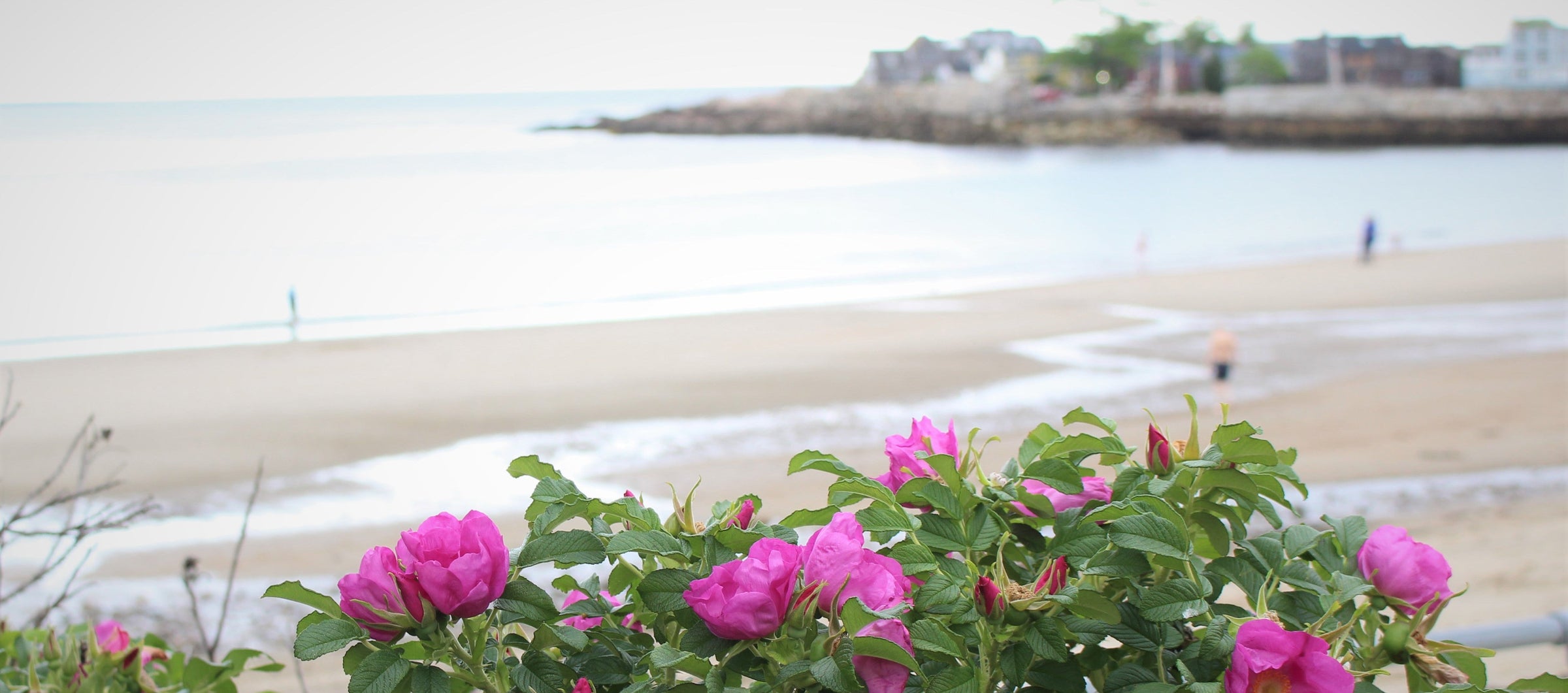 Beach Roses at Front Beach by Rockport Candle Company